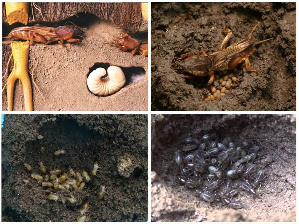 Розмноження та личинки капустянки