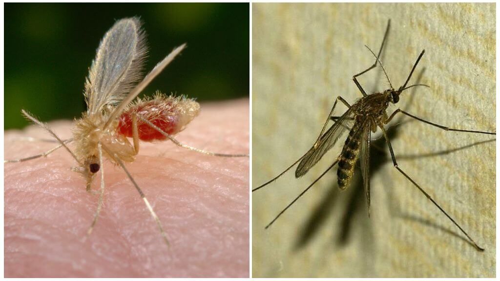 Москіт (зліва) і комар звичайний (праворуч)