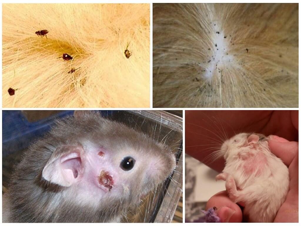 Ознаки появи бліх у хом' /></p><p>Ознаки появи бліх у хом’яка</p><p>Поява паразитів у хом’яка не викликає кардинальних змін в поведінці. Вихованець веде звичний спосіб життя і рідко виявляє занепокоєння. Тому господарі часто не здогадуються про неприємний сусідстві. Хом’яки є охайними тваринами і дуже багато часу проводять за наведенням чистоти своєї шерсті. Помітити, що тварина стала робити це частіше, дуже проблематично.</p><div class='code-block code-block-4' style='margin: 8px 0; clear: both;'> <script async src=
