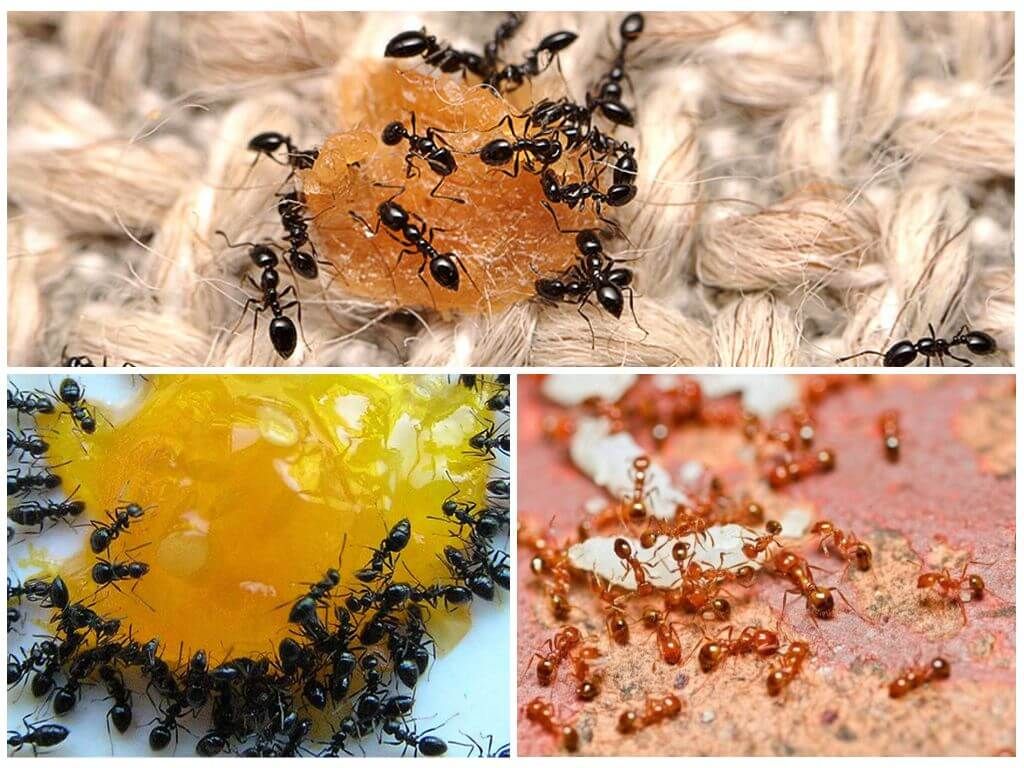 Різновиди мурах на городі