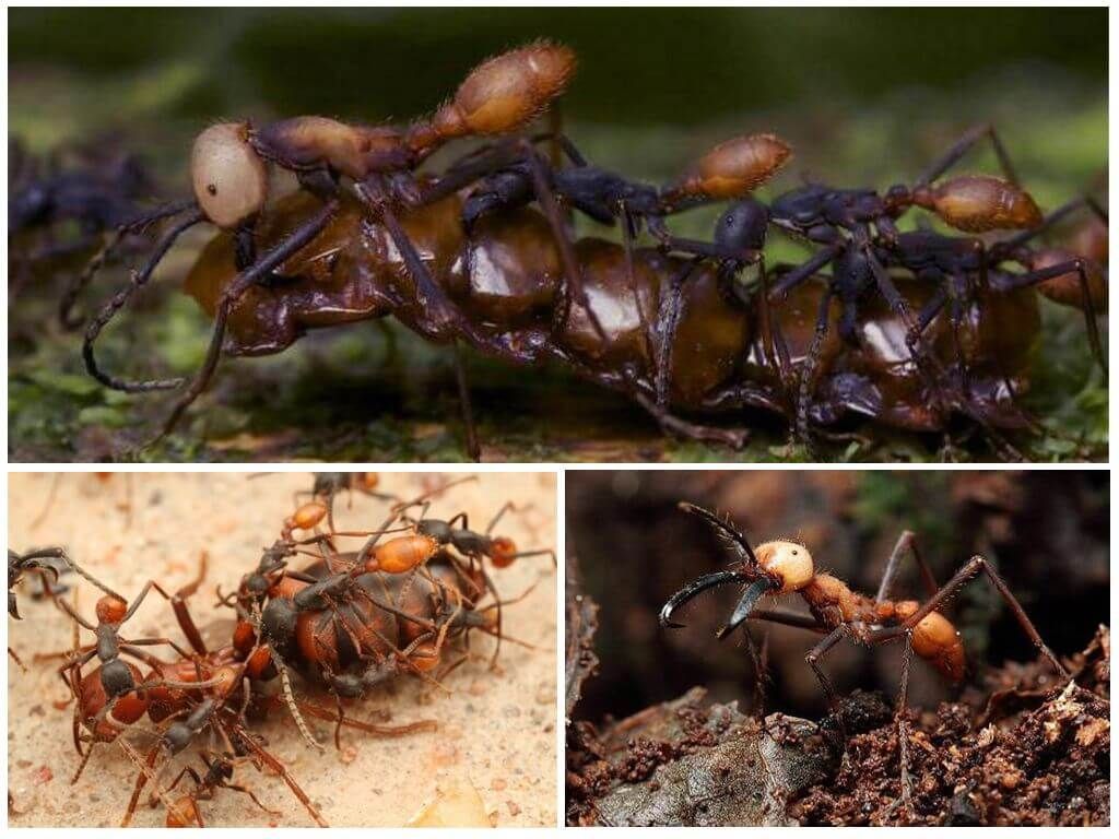 кочові мурашки