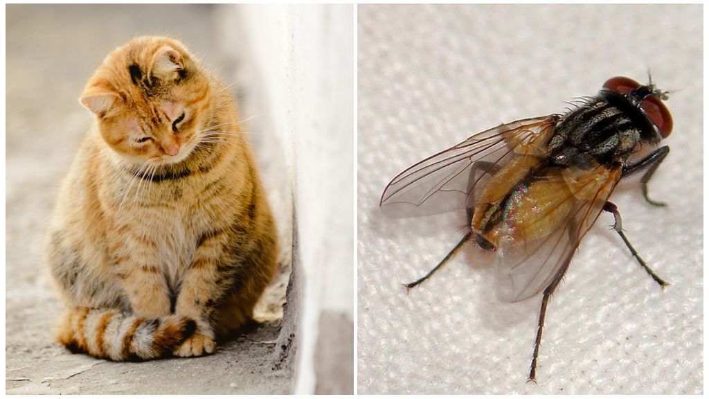 Кот і муха