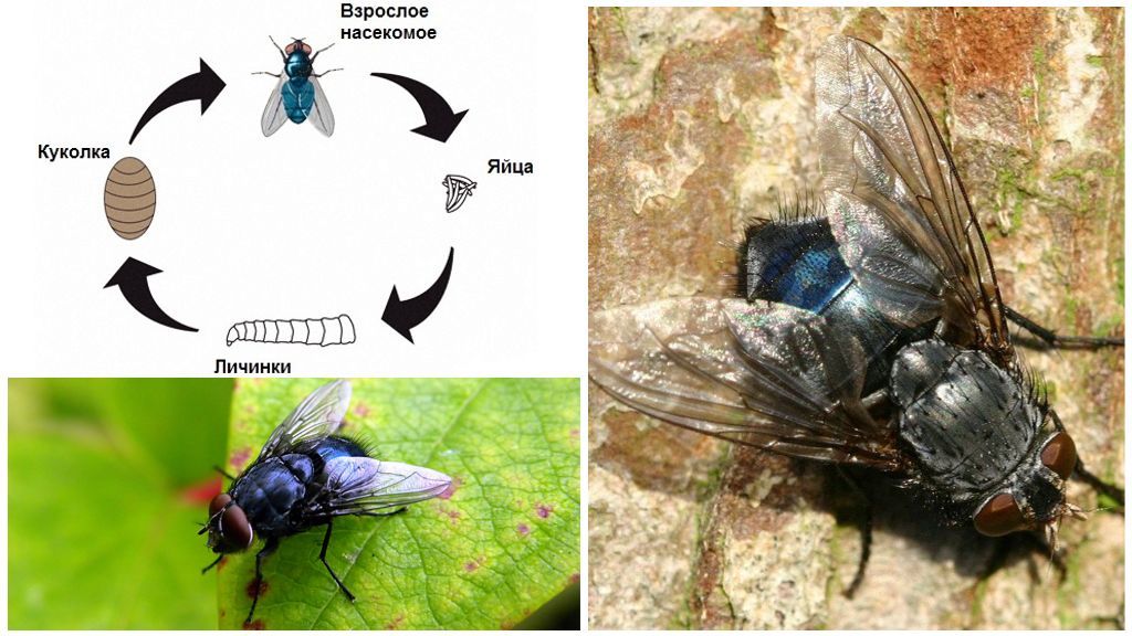 Цикл розвитку синьою м' /></p><p>Цикл розвитку синьою м’ясної мухи</p><h2>Шкода синіх мух, методи боротьби з ними</h2><p>Будь-які мухи, в тому числі і м’ясні неприємні людині. Але найголовніше – вони переносники важких інфекційних захворювань, завдають здоров’ю людини істотної шкоди. Найнебезпечніше захворювання – лепра (проказа). Часто у людей спостерігається розлад шлунково-кишкового тракту. Кишкові і тканинні міази викликають личинки м’ясних мух.</p><p>Важливо!</p><p>Свої яйця м’ясна муха відкладає і на свіжих продуктах, і навіть на малосольних. Рибалки від її присутності також страждають, так як шкідники сідають на ще не просолену рибу, які вивішуються на вяление.</p><div style=