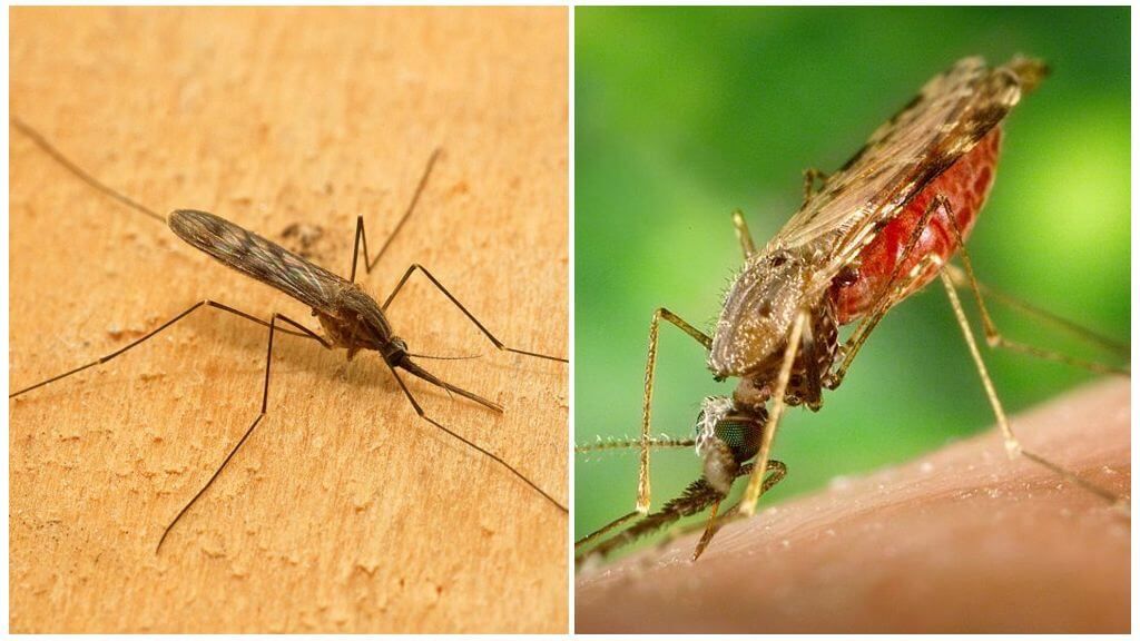 малярійний комар