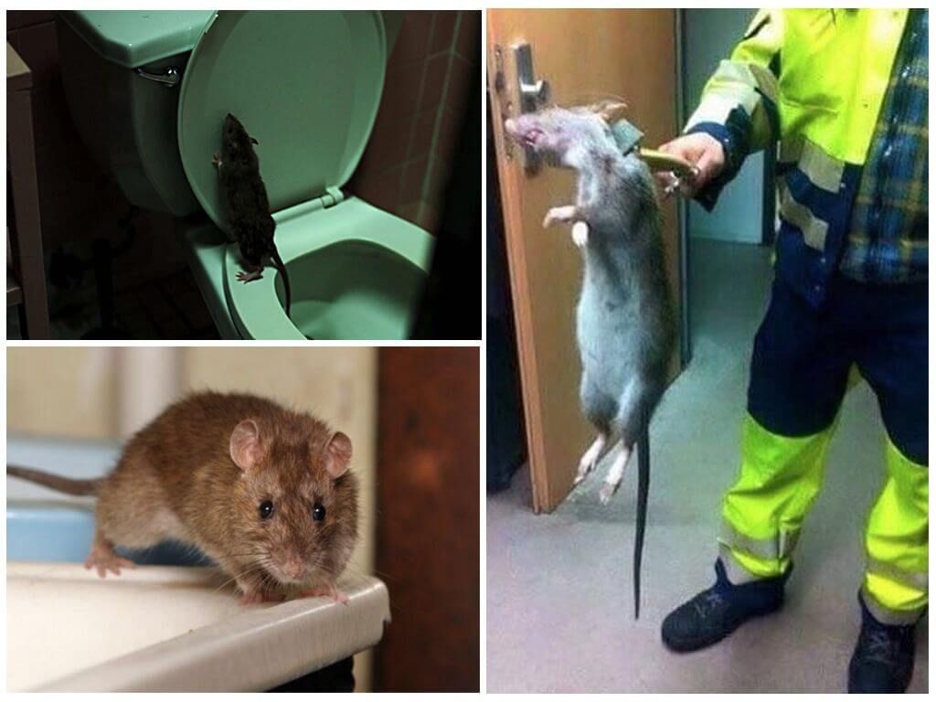 Боротьба з пацюками в туалеті