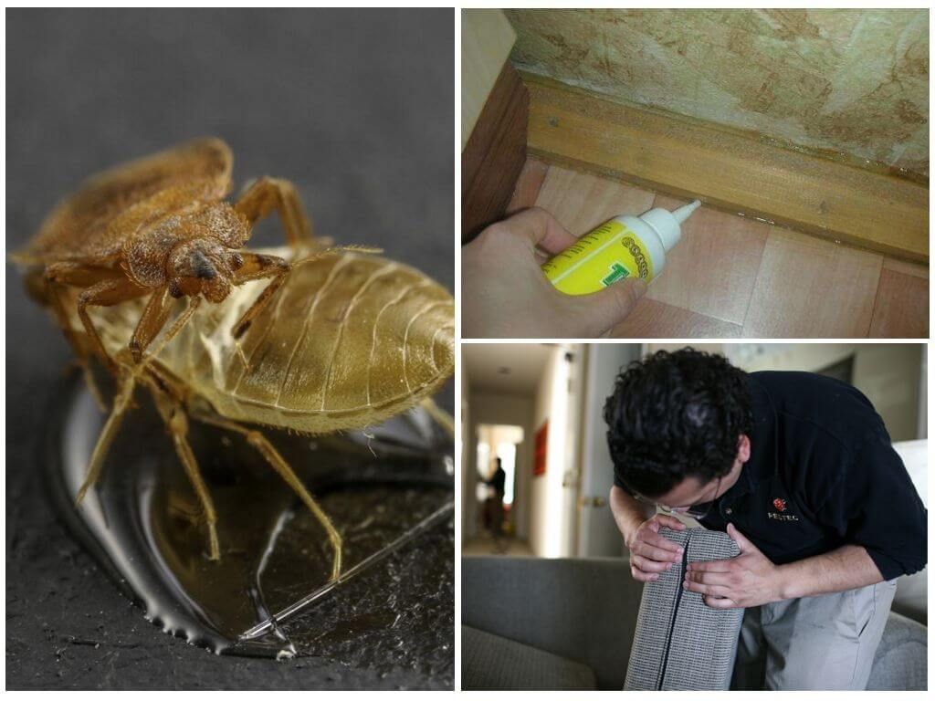 Профілактика виникнення комах в будинку