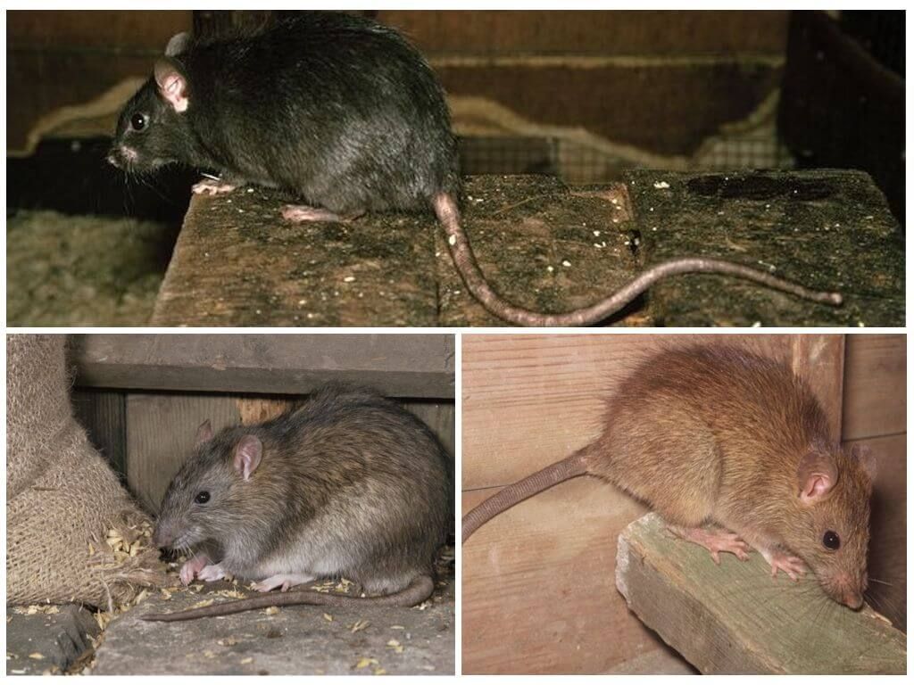 Сколько живут крысы дикие. Крысы породы Пасюк. Подвиды крыс. Крыса Дикая.