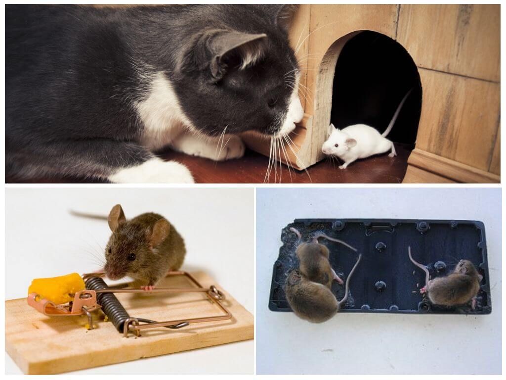 Знищення мишей різними способами