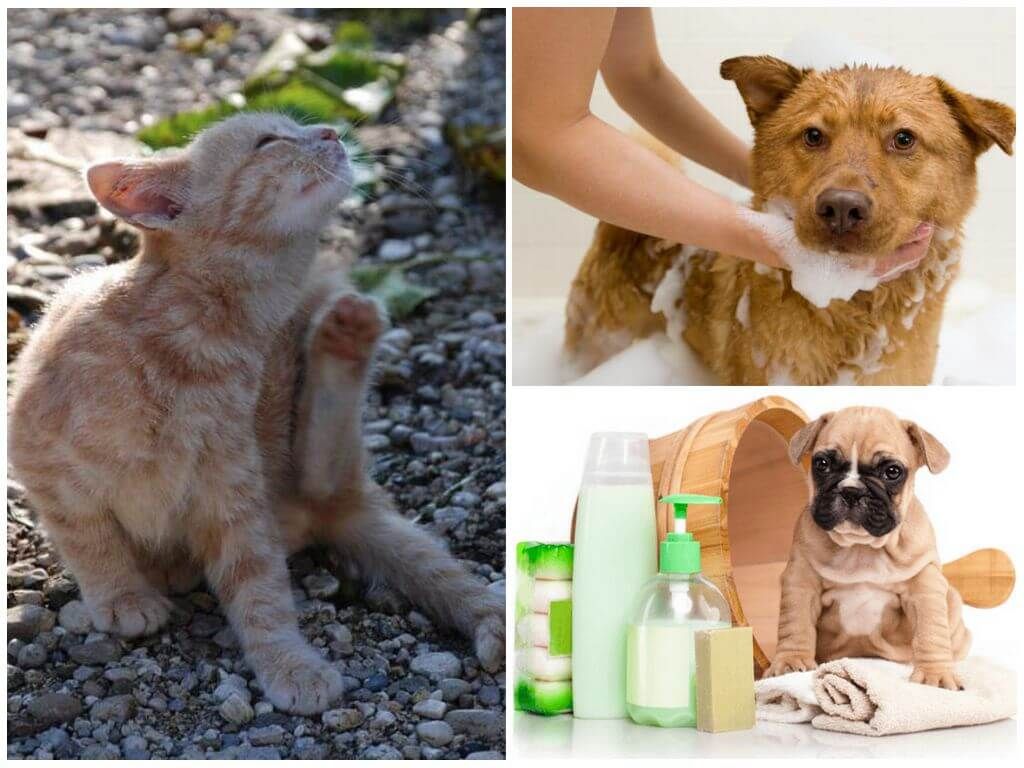 Антипаразитарні шампуні для домашніх тварин