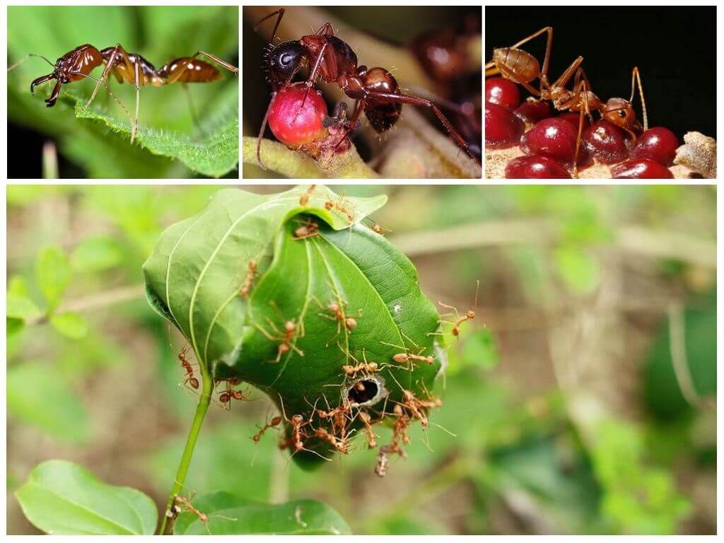 харчування мурах