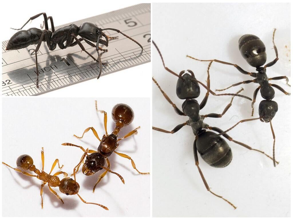 У муравья столько же сестер сколько