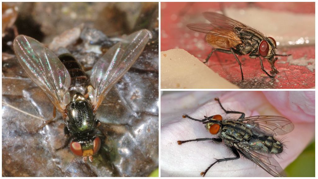Вид муха домашняя. Разновидности мух. Видовое название мухи. Разные породы мух. Разновидность мух фото.