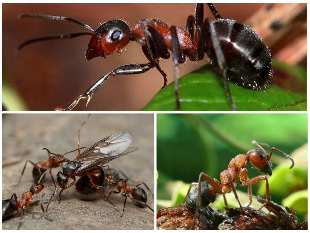 Руді лісові мурахи