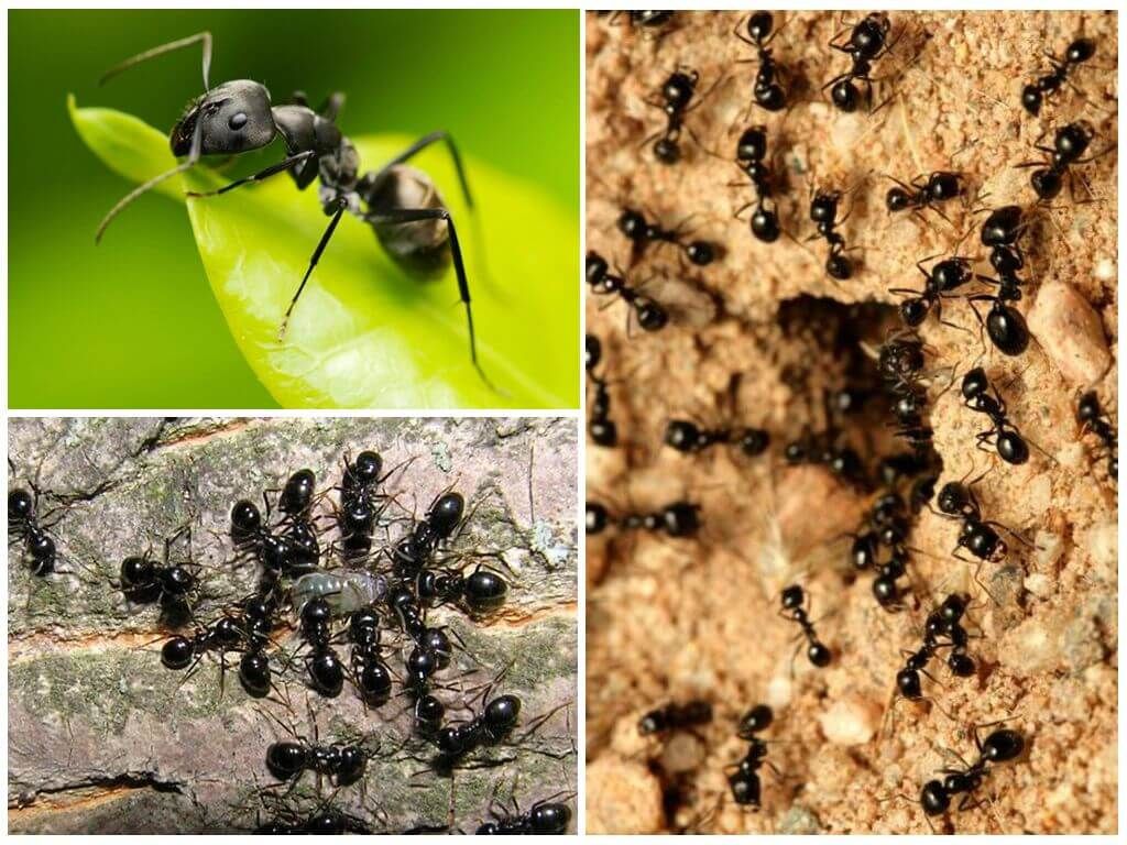 Чорні садові мурахи