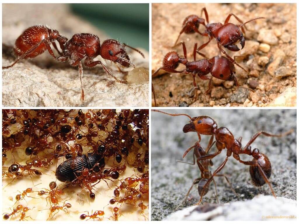 Червоні вогненні мурахи