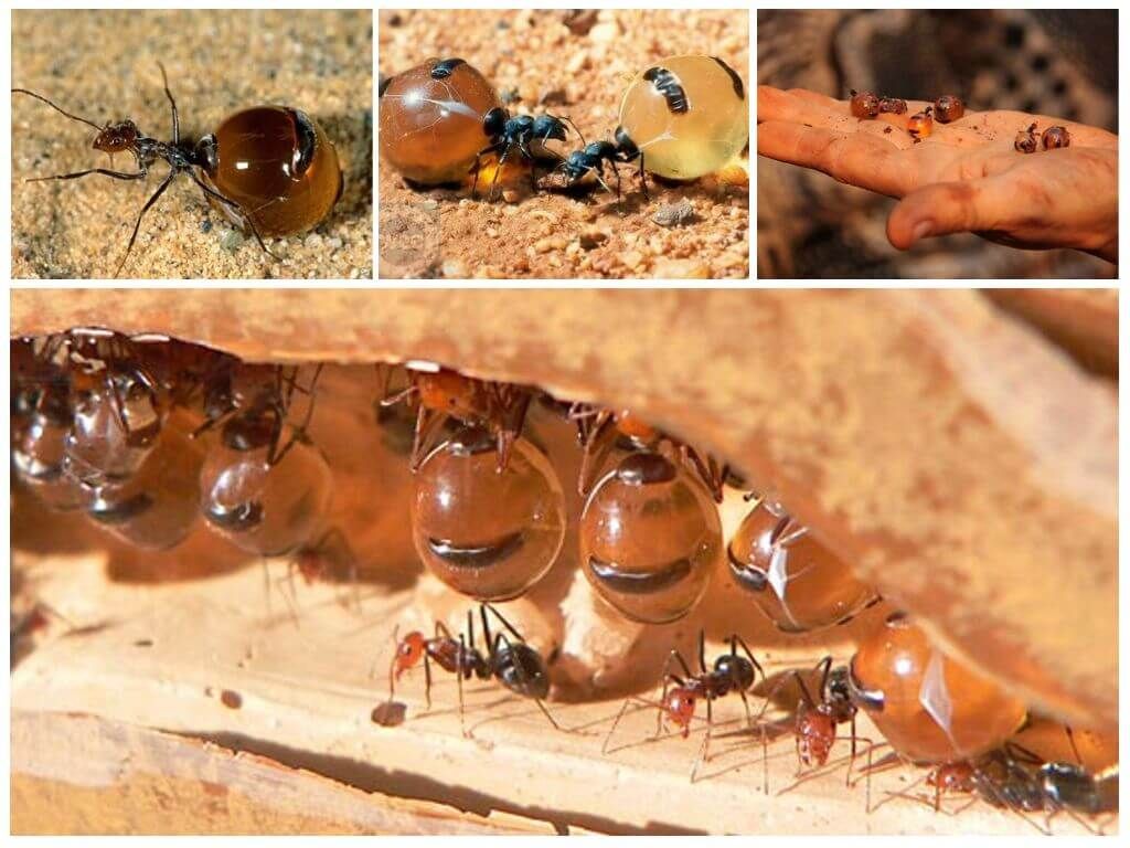 медові мурахи